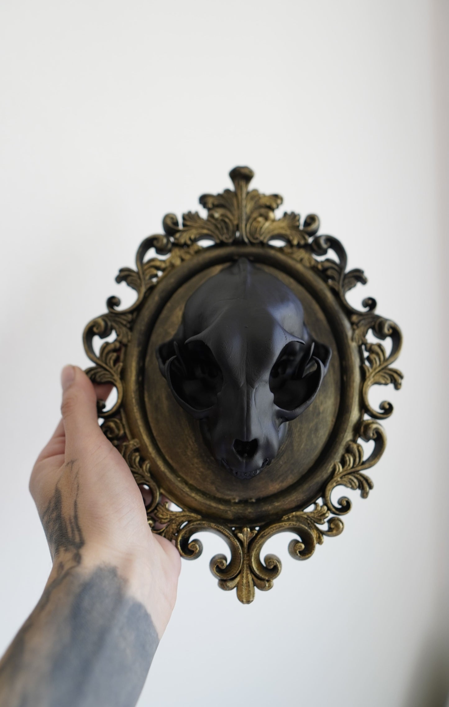 Cat Skull in Frame