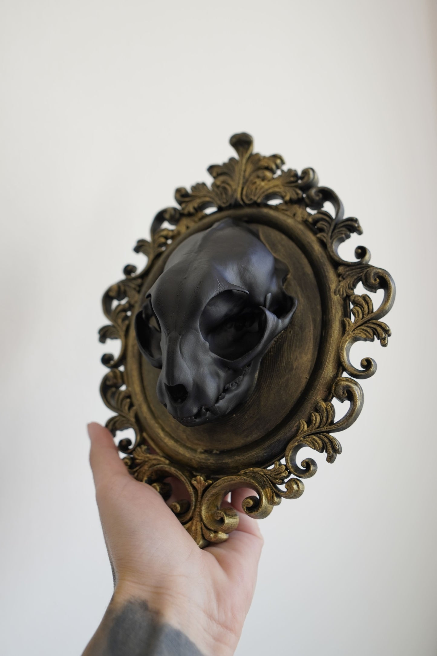 Cat Skull in Frame